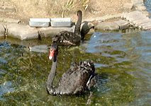Black bird (Black Swan)