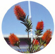 Bottlebrush