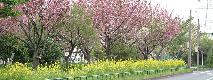 江北北部緑道公園