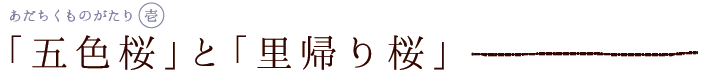 "오색 벚꽃」과 「귀향 벚꽃"