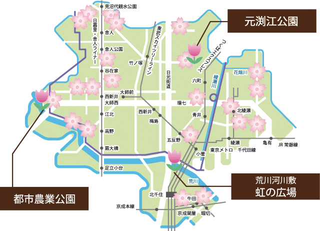 Adachi-ku, map of the "tulip" and "Sakura"
