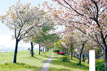 【写真】五色桜