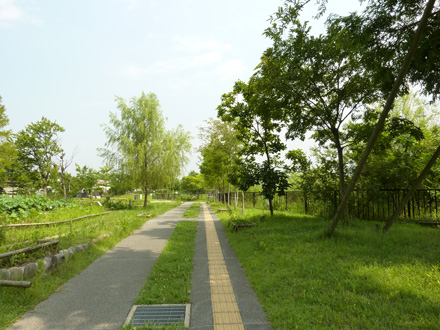 Kuwabukuro-biotopu-Koen