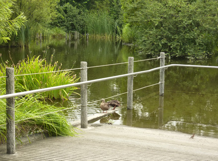 Kuwabukuro-biotopu-Koen