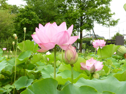 Kuwabukuro-biotopu-Koen