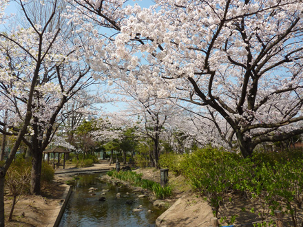 菖蒲沼寇日元