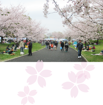 舎人公園 千本桜まつり