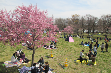 舎人公園 천 벚꽃 축제