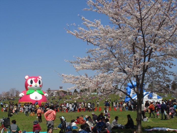 舎人公園 천 벚꽃 축제 사진