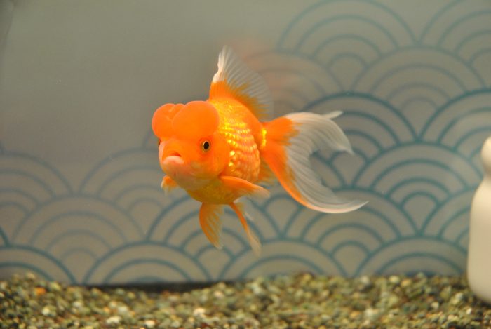 Goldfish