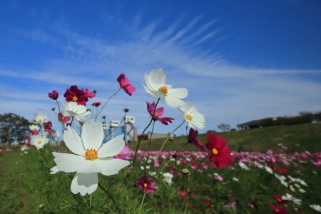 足立町鎮約3年