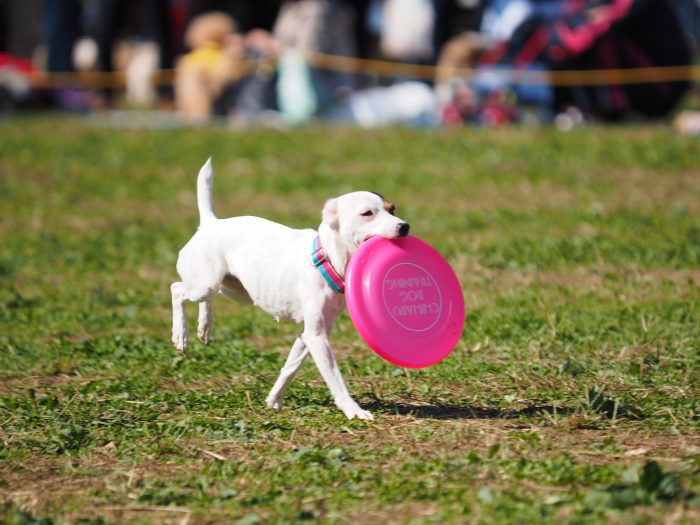 Dog Festival