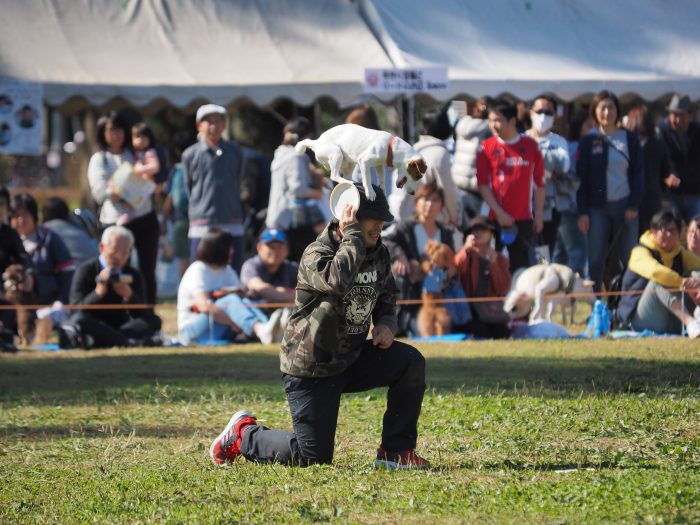 Dog Festival