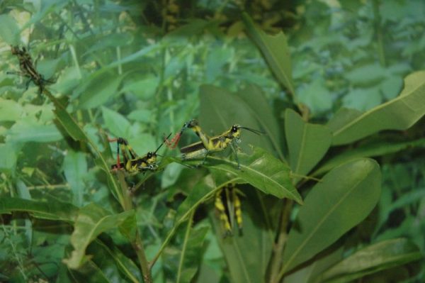 Okinawa Insects Exhibition (Iriomote Grasshopper)