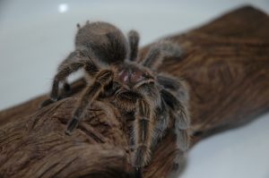 Poisonous Creatures Exhibition (tarantula)