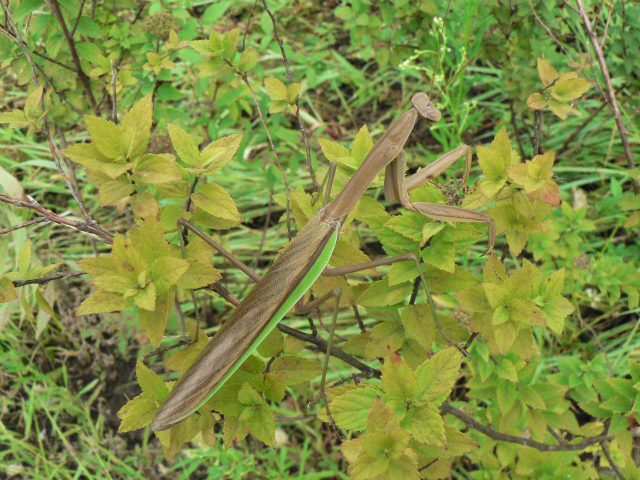 Research autumn insects