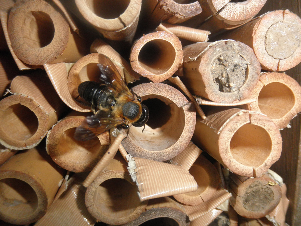 Making a potter wasp house​ ​