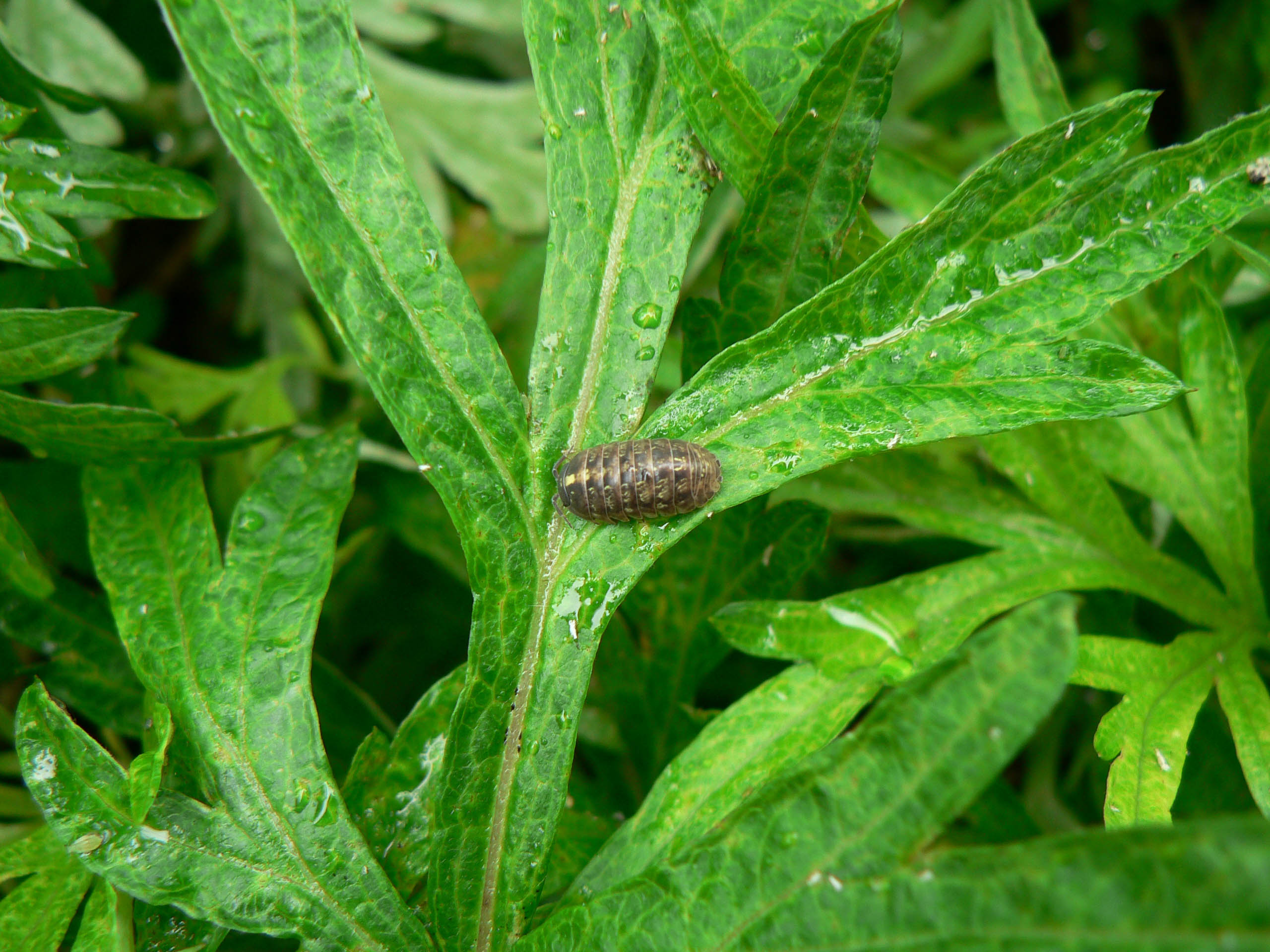 Roly-poly