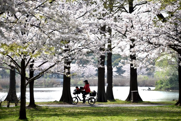 春のおすすめ 桜ウォーキングコース 舎人公園 都市農業公園 あだち観光ネット