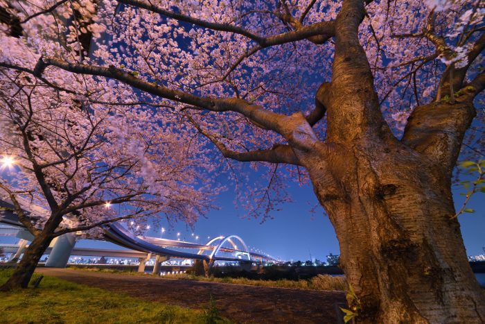 Goshiki樱花大桥