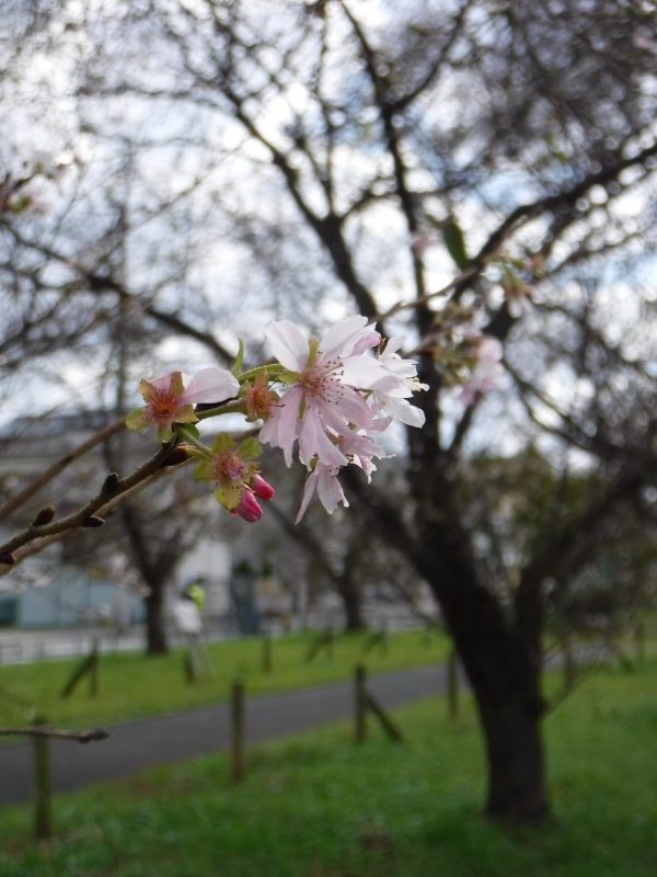 Kou Hoku Hoku Buri Kudo Koen