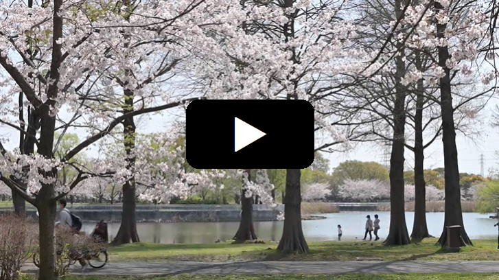 春のおすすめ 桜ウォーキングコース 舎人公園 都市農業公園 あだち観光ネット