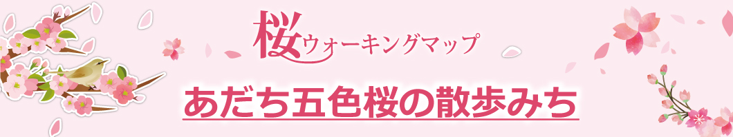 あだちごしきさくらのさんぽみち