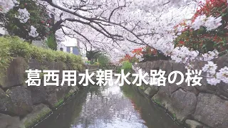 河西阳水