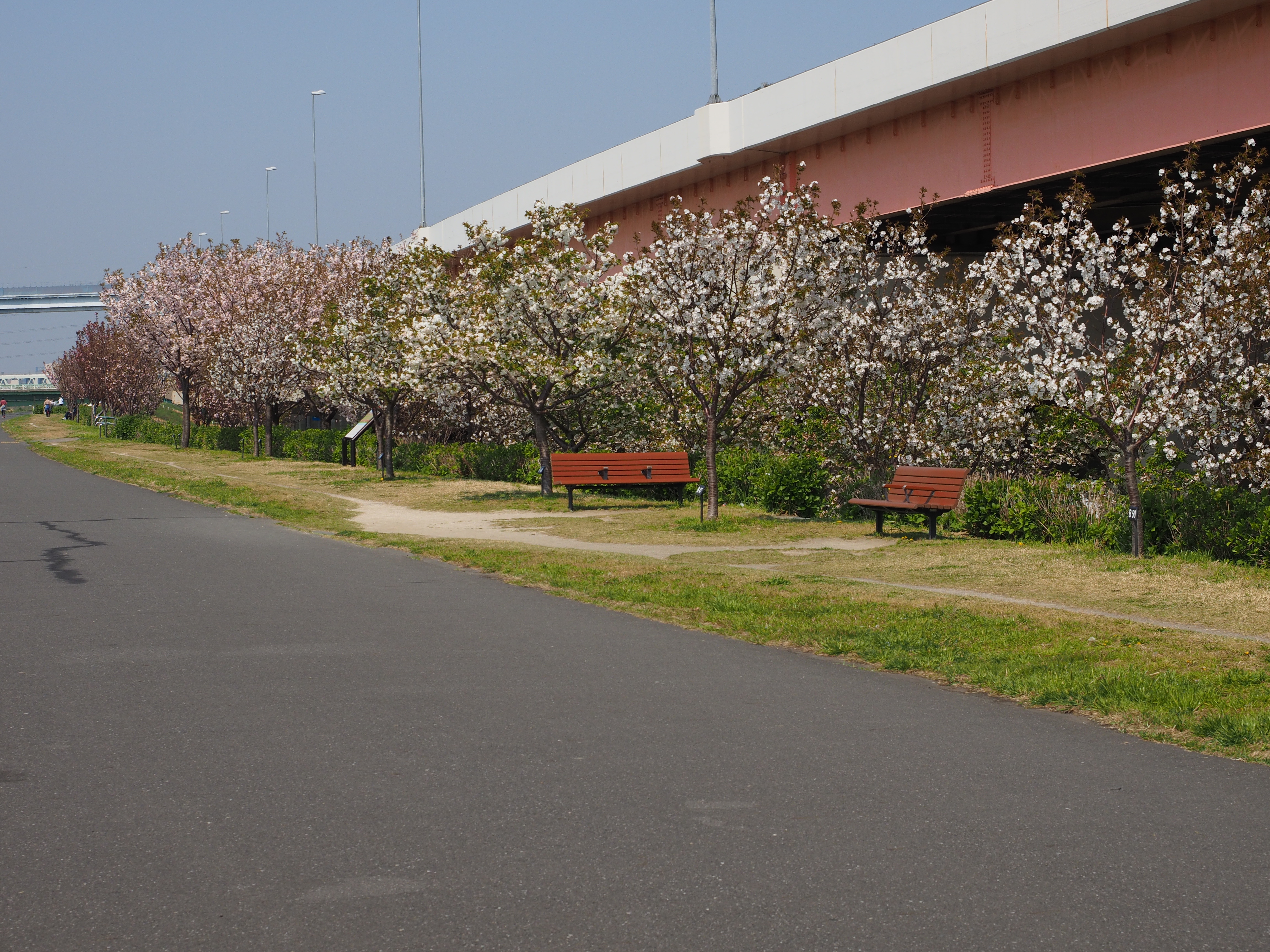 Goshiki-zakura