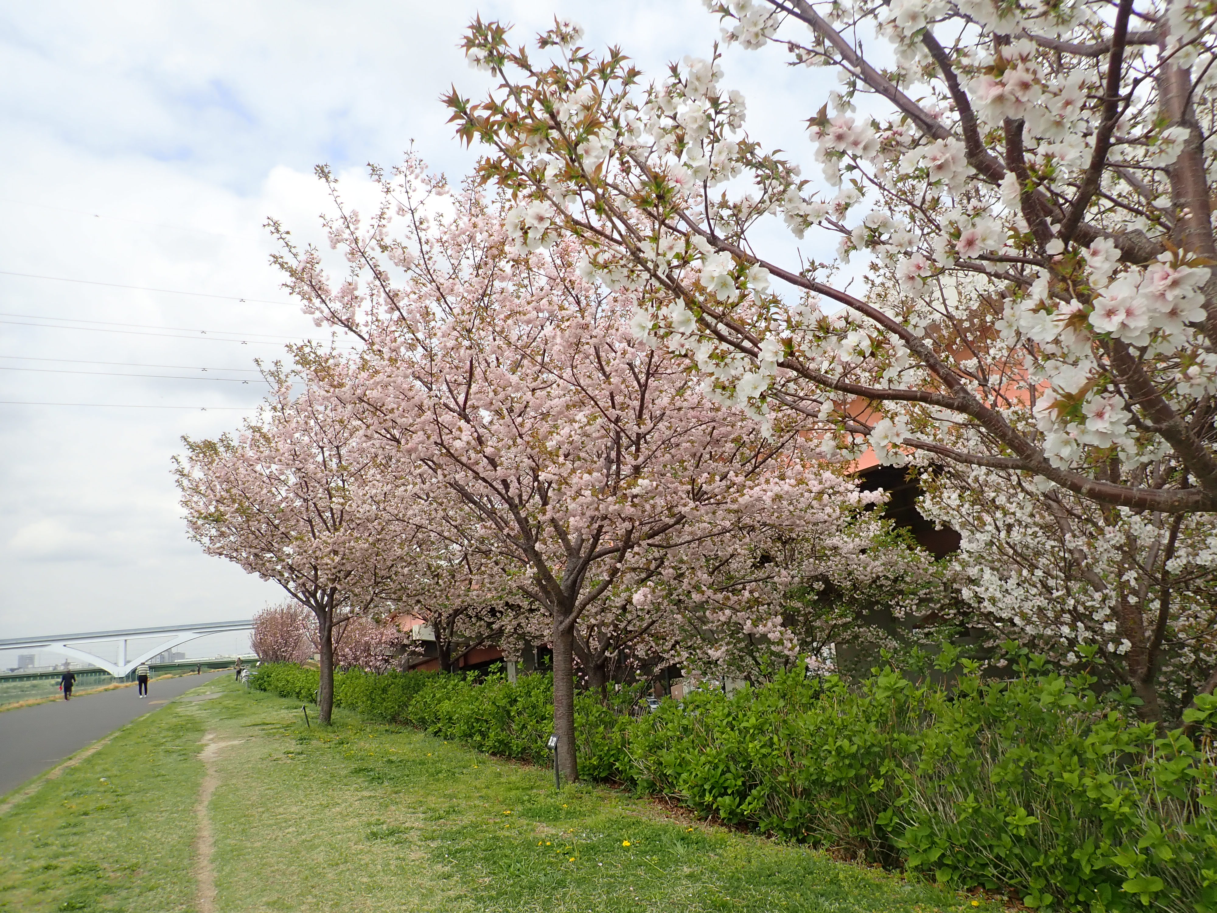 Goshiki-zakura