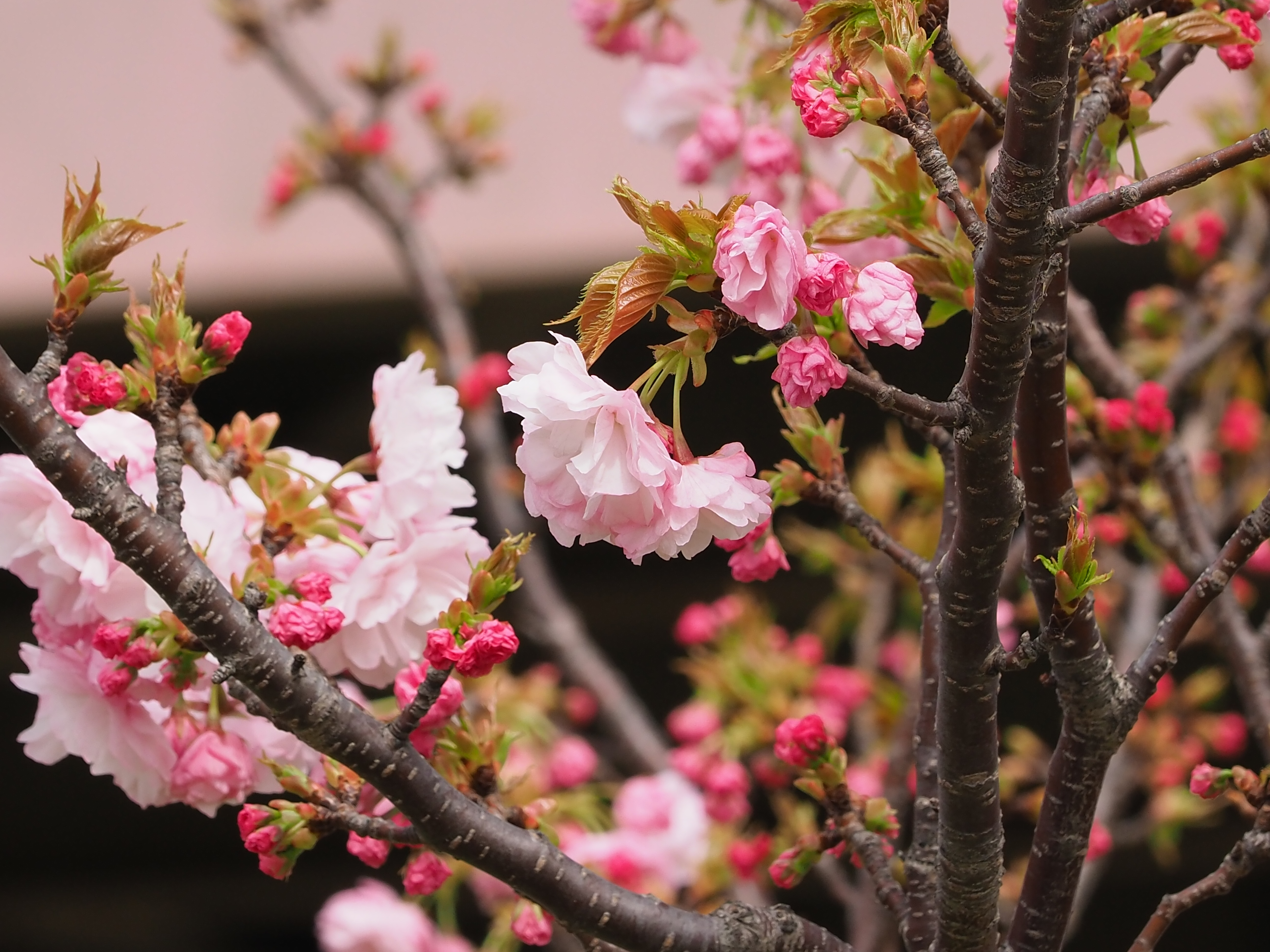 Goshiki-zakura