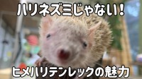 ヒメハリテンレックの魅力をご紹介