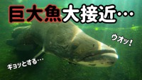 大迫力！巨大魚大接近