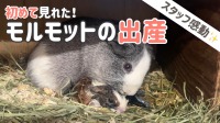 感動！モルモットの出産