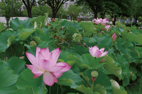 足立堀之内公園