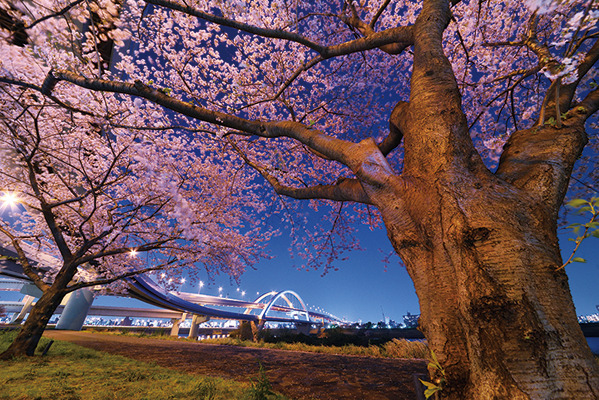 あだち五色桜の散歩みち2