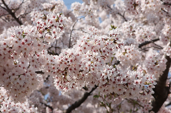 都市農業公園2