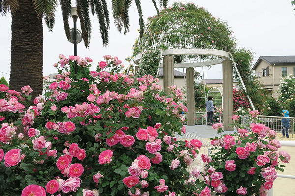 Seiwa Rose Park