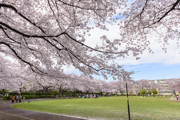 花畑記念庭園・桜花亭花畑公園2