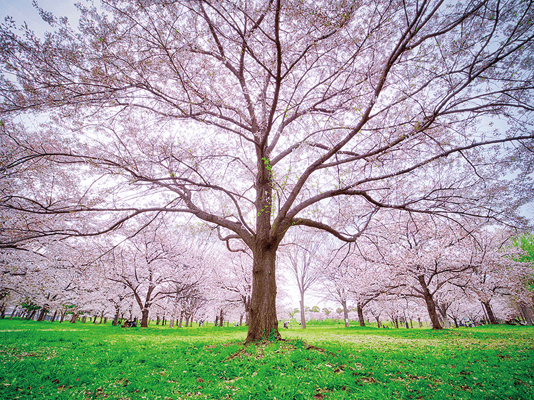 Toritsu Toneri Park