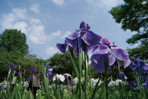 しょうぶ沼公園2