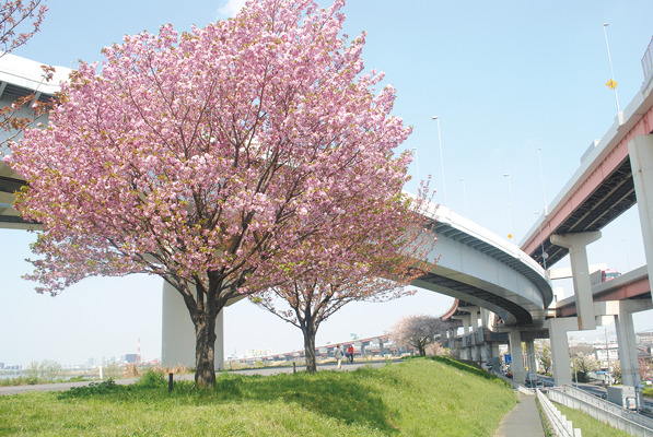 あだち五色桜の散歩みち1