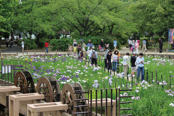 しょうぶ沼公園1