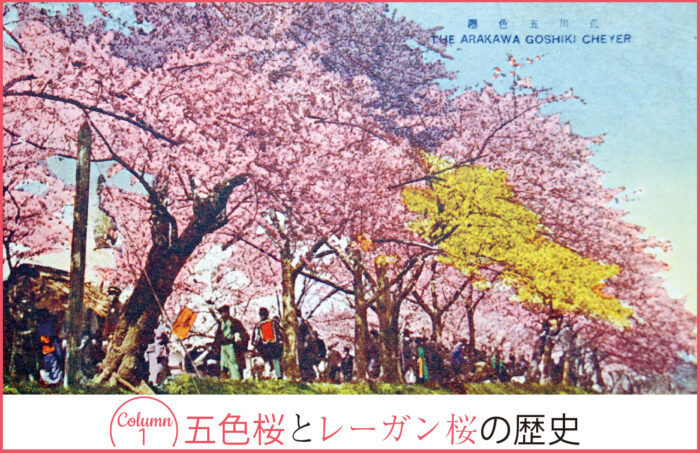 五色桜とレーガン桜の歴史