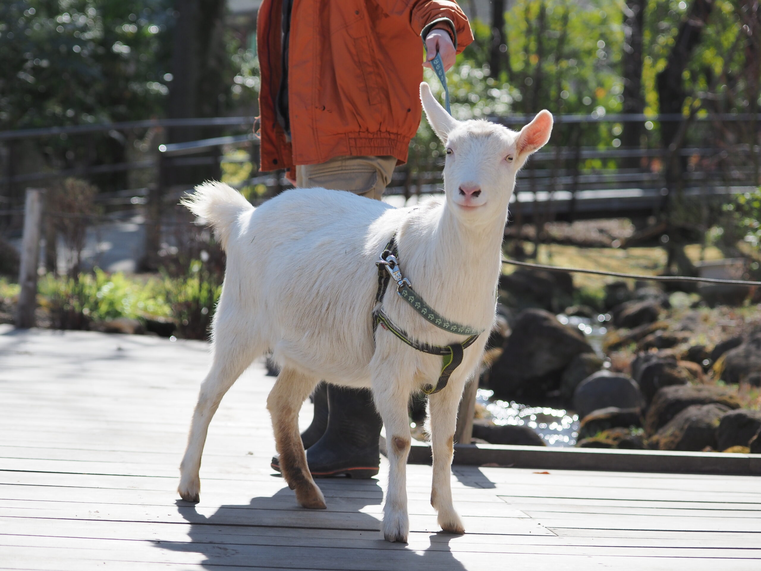 ヤギさんぽ（3月5・7・12・14・19・21・26・28日開催） | あだち観光ネット