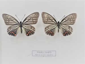 アイキャッチ画像-61267