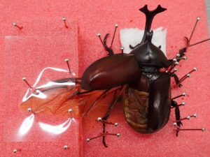 アイキャッチ画像-95085