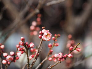 アイキャッチ画像-94907