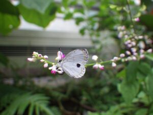 アイキャッチ画像-95292