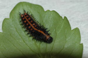 アイキャッチ画像-95296